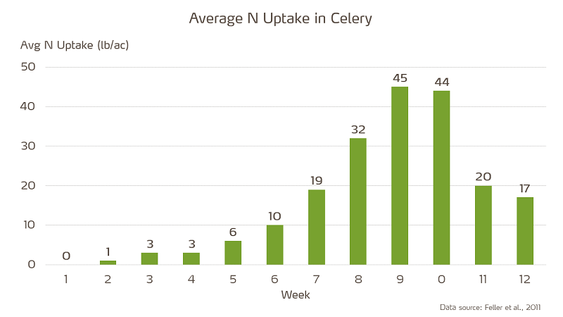 average N uptake in celery.png