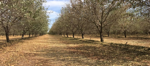 almond orchard post harvst.png