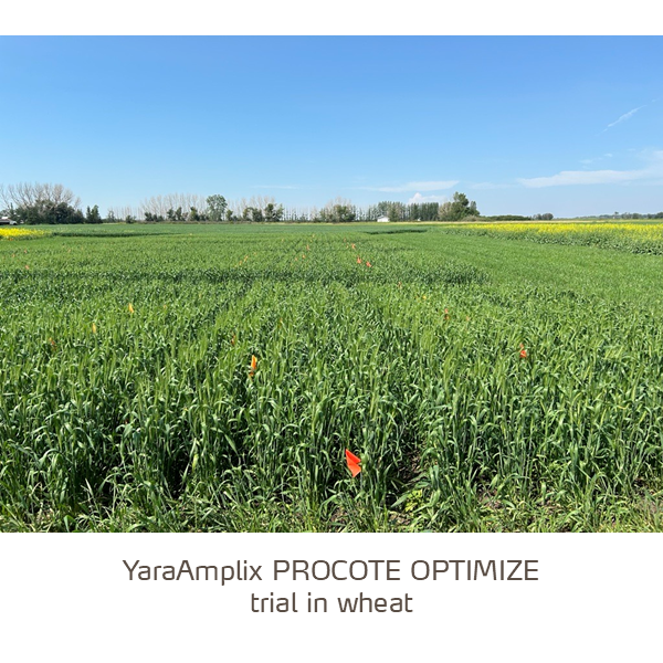 procote optimize wheat trial