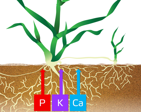 turf illustration P K Ca.png