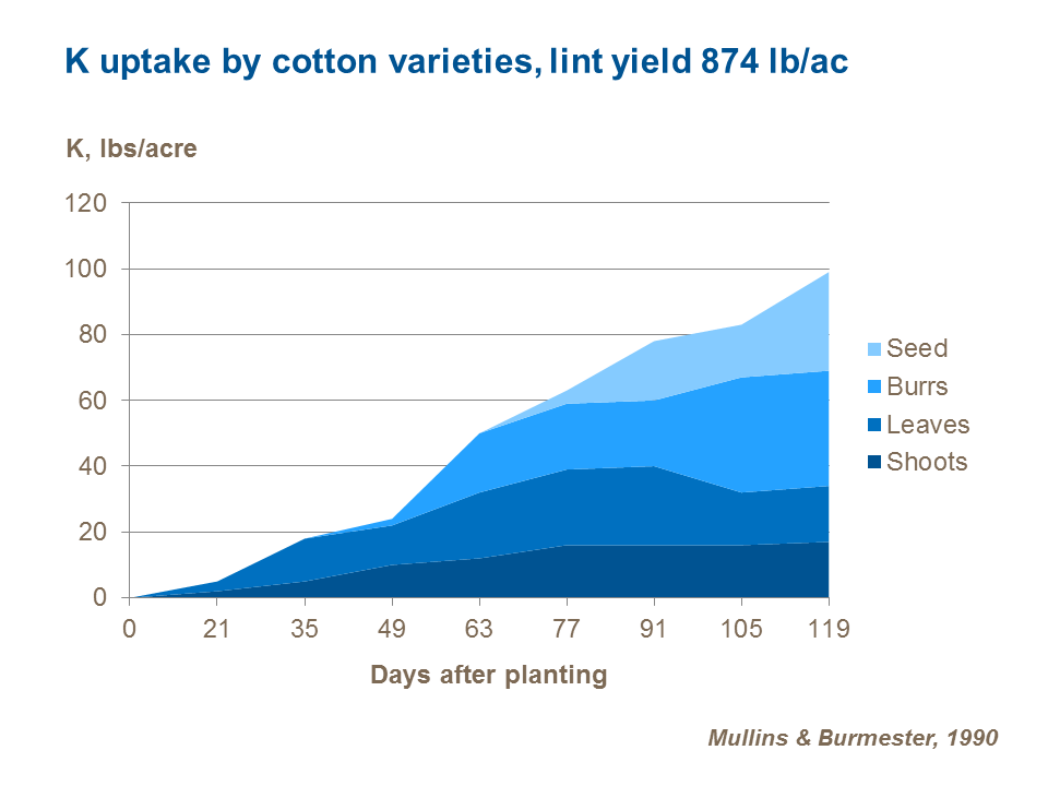 potassium uptake by cotton variety