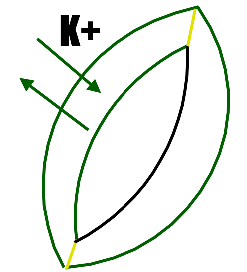 leaf - stomata illustration.png